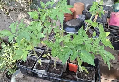 8 pieds de tomates