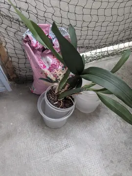 orchidée et matériel pour ochidee