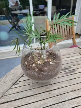 petite plante à sauver