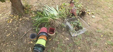 plantes + pots