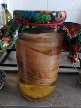 mère kombucha