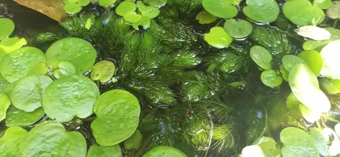 Don plantes aquatiques et escargots d'eau