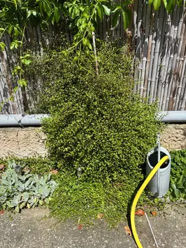 racines Plante