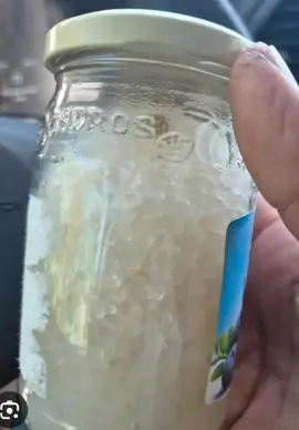 graine de kefir de fruit