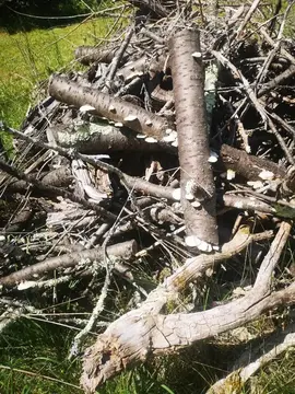 buches et branches