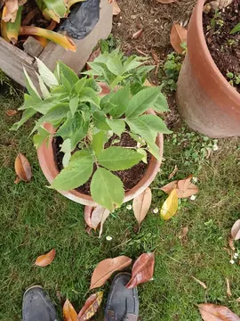 érable, hortensias