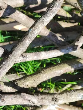 Buche bois pour Barbecue Poele cheminée