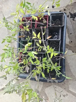 plants de tomates