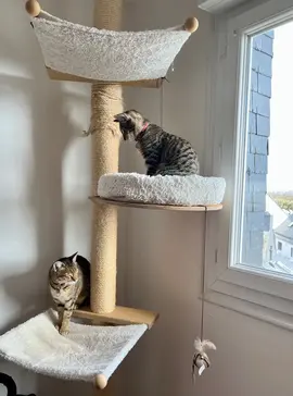 arbre à chat