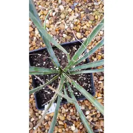 Bouture yucca filifera