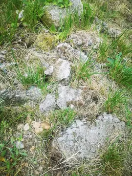 gravats