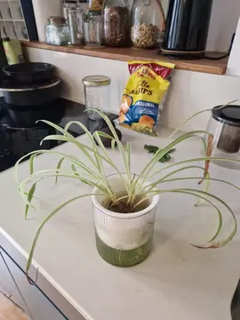 Plante à sauver (sans récipient)