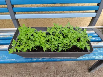 plants de tomates
