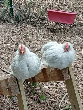 Coqs Pekin