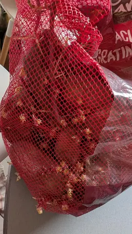 pomme de terre germées