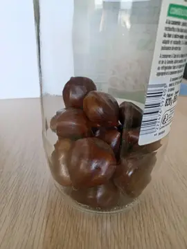 Marrons ou chataignes pour semis
