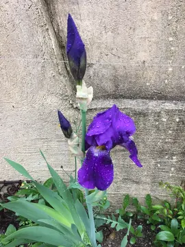 Souche iris
