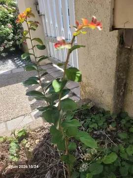 pousse de lilas des Indes
