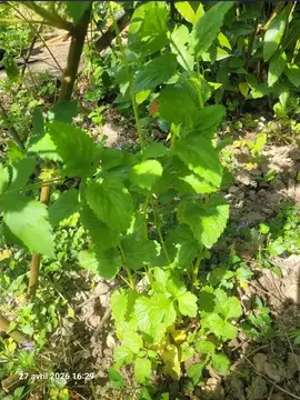 mélisse citronnée