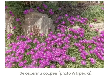 Delosperma: plante grasse couvre-sol