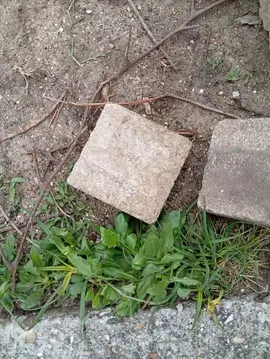pavé