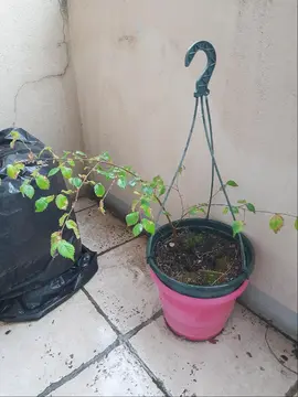 Pousse de Charmille 3 ans environ
