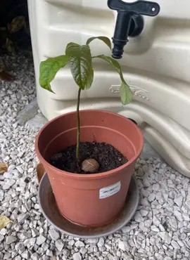 plant d avocatier bio