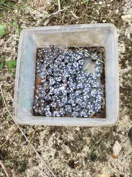 chaine de tronconneuse