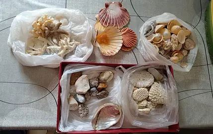 coquillages, oursins, étoiles de mer