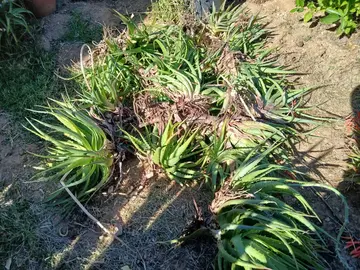 pieds d'aloe