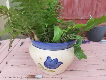 Plants de fougères