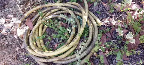 Gros tuyau d'arrosage