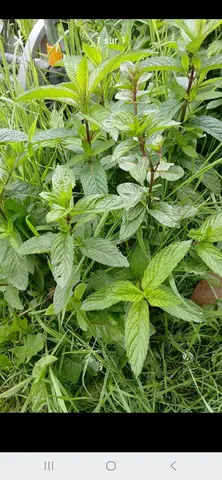plants de menthe