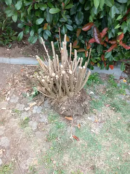 Grande motte avec plusieurs pieds d'Abelia