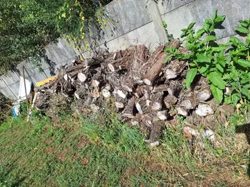 bois en sapin