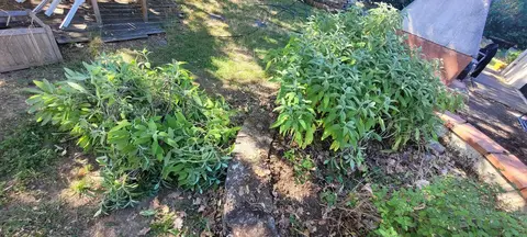 Sauge officinale fraiche coupée ce matin