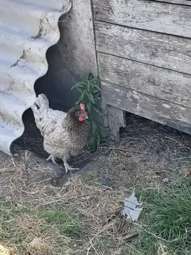 poules pondeuses