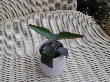 kalanchoe
