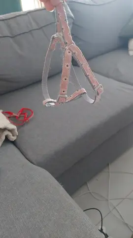 harnais pour chat ou petit chien