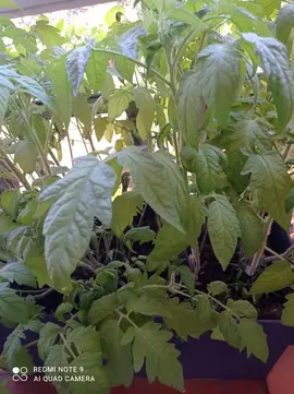 Plants de tomates anciennes