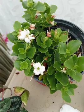 Donne kalanchoé blanc