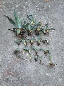 20 plants Agaves la plus grande à des feuilles de 25 cm
