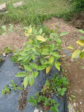 plant