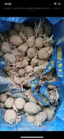 pomme de terre