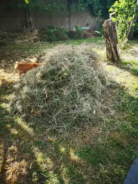 foin de quelques jours