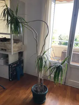 Plante