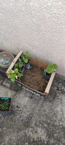 3 plans de courgette et 1 plan de potiron