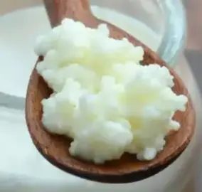 donne grains de kéfir de lait selon disponibilité