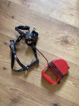 Harnais et laisse petit chien