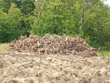 Bois et souches ancienne sapinière